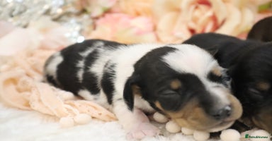 Miniature Dachshund dogs - Advert 2
