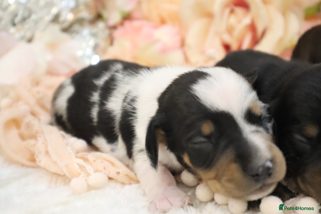Miniature Dachshund dogs for sale: KC Miniature Dachshund Puppies - Image 2