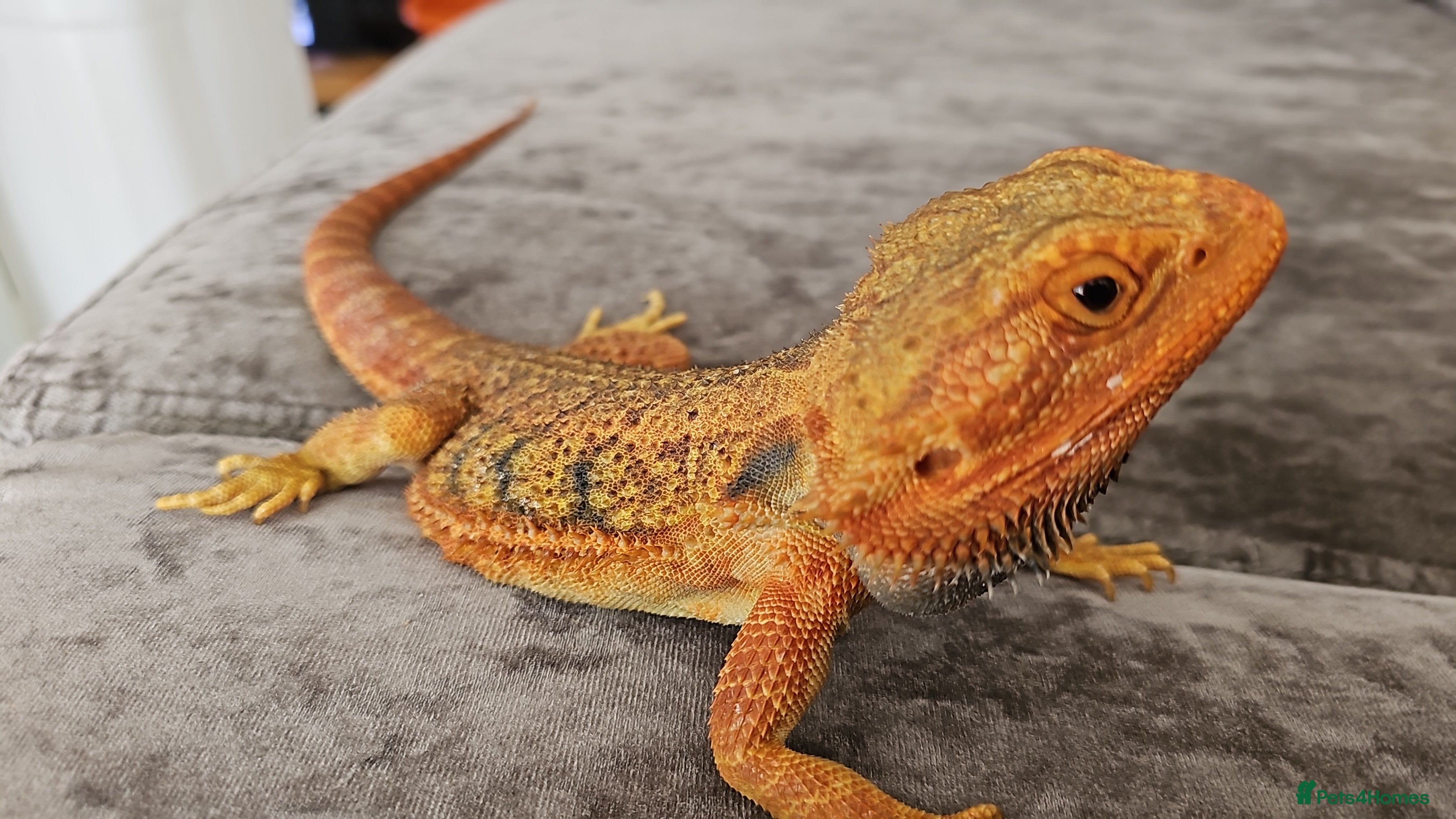 Bearded Dragon reptiles Bearded dragon - Advert 1