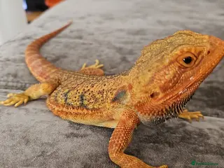 Bearded Dragon reptiles Bearded dragon - Advert 5
