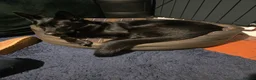 German Shepherd dogs for sale: Bobby  in Attleborough - Advert 3