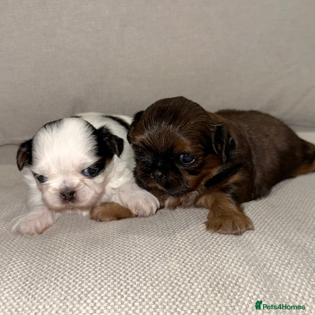 Shih Tzu dogs for sale: Tiny Luxury Imperials Philippines Lines  - Advert 6