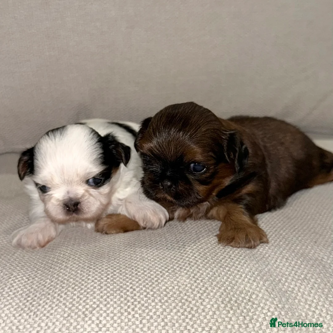 Shih Tzu dogs for sale: Tiny Imperials Karishishi Lines Ready To Rehome  - Advert 8