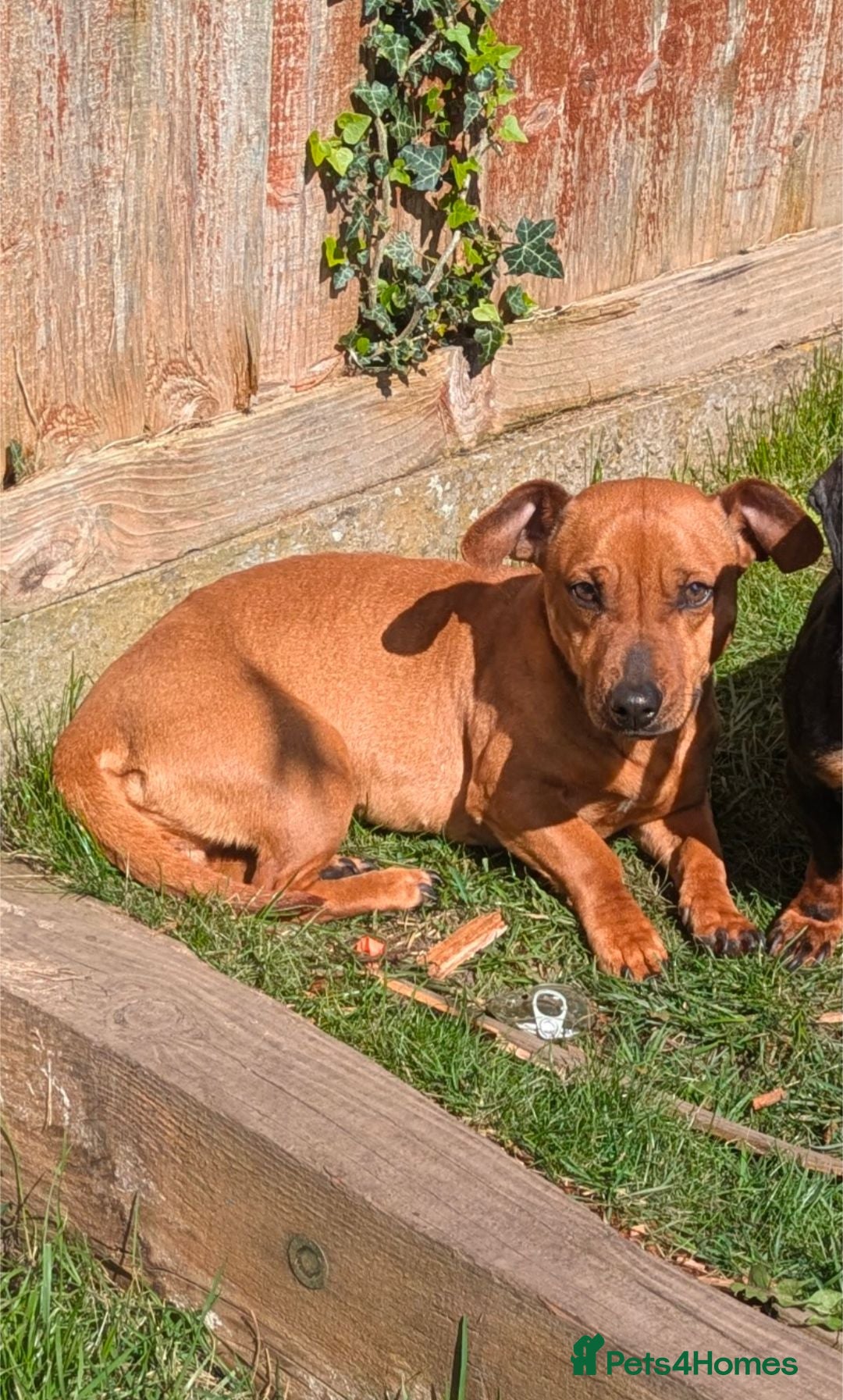 Mixed Breed dogs Molli  - Advert 1