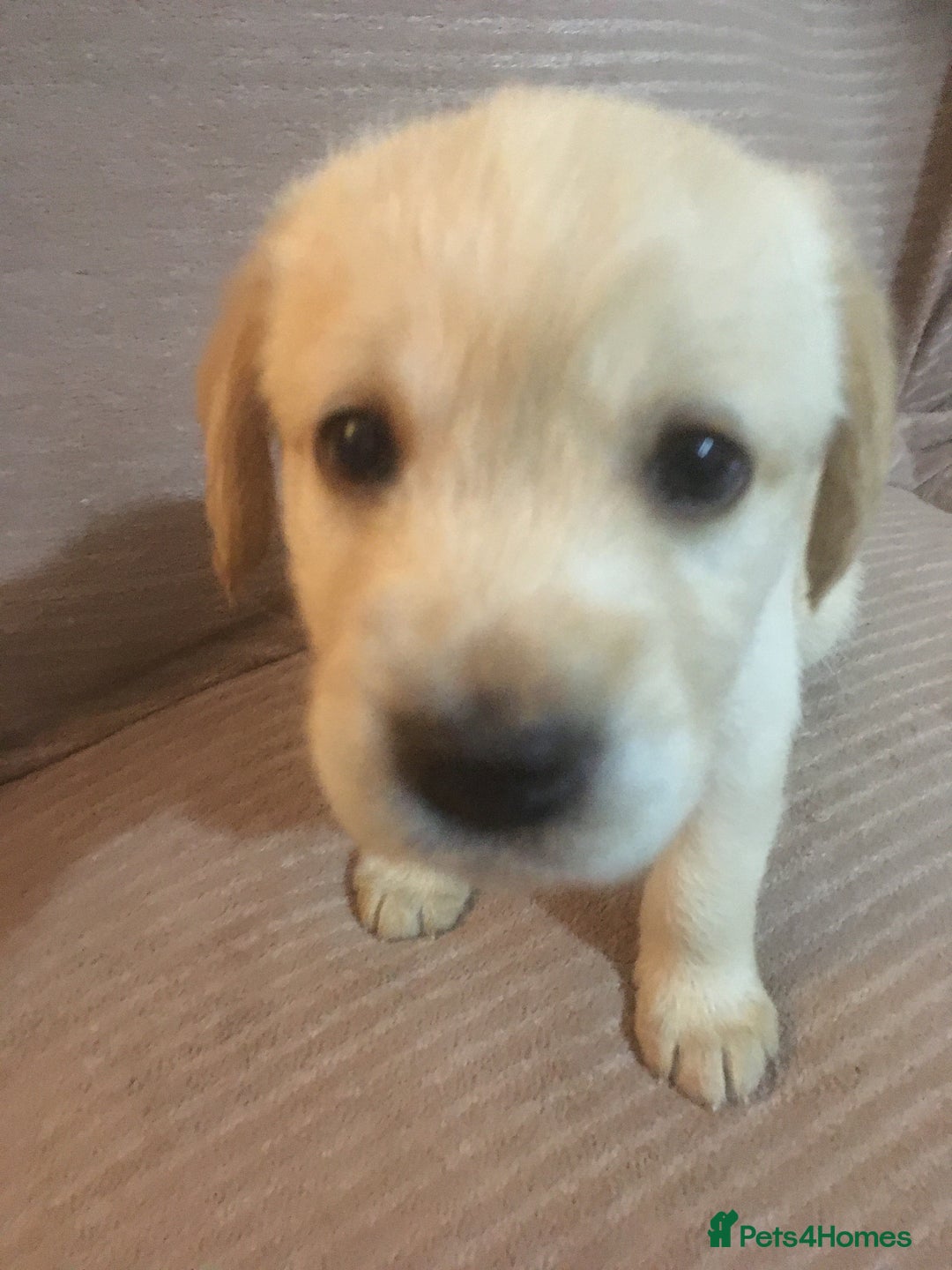 Labradoodle dogs for sale: Labradoodle puppies for sale £600-£750 - Image 28