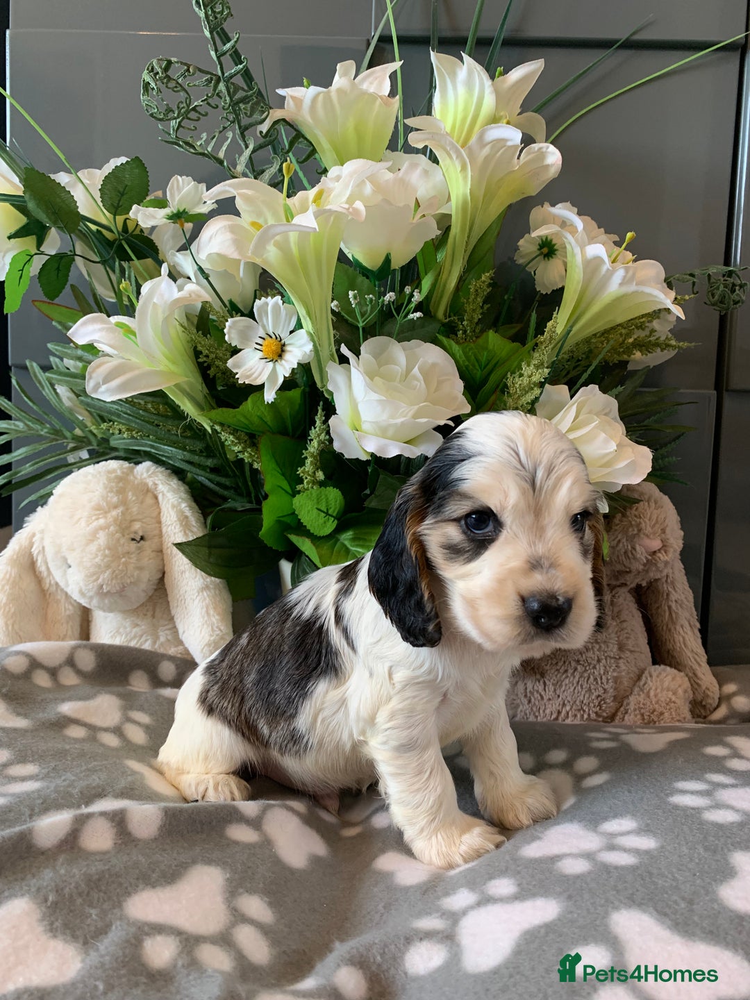 Cocker Spaniel dogs for sale: Health tested KC reg show type cocker spaniels  in Abergele - Image 4