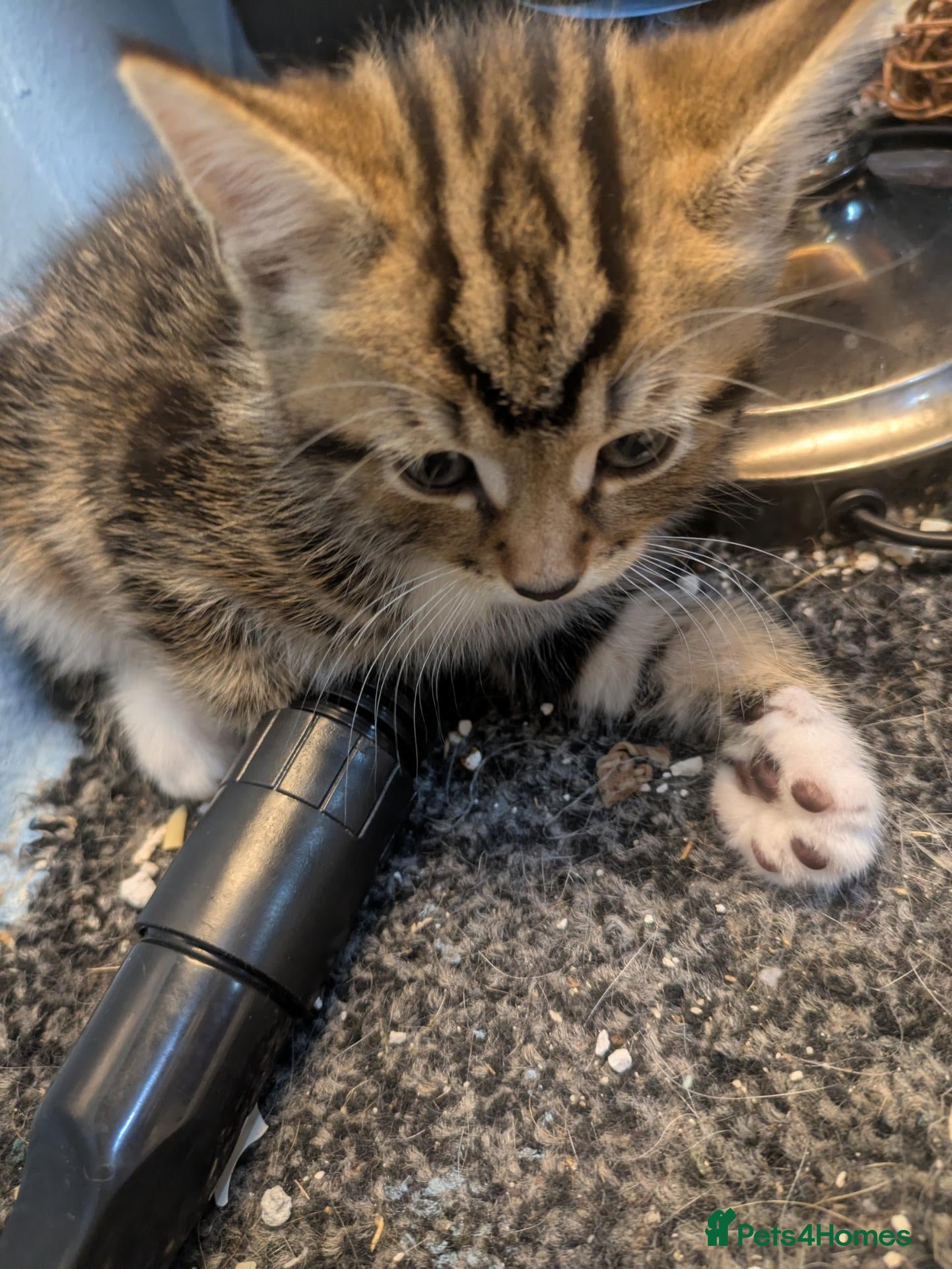 Mixed Breed cats Male kitten needing a home - Advert 1