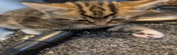 Mixed Breed cats for sale: Male kitten needing a home - Advert 1