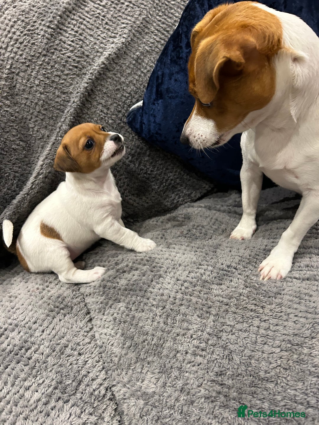 Jack Russell dogs for sale: Beautiful tri coloured female Jack Russell’s  - Advert 2