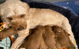 Mixed Breed dogs for sale: Cockapoo/Cavapoo Mix Puppies Available 10 Nov 25 - Image 9