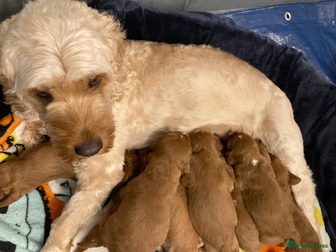 Mixed Breed dogs for sale: Cockapoo/Cavapoo Mix Puppies Available 10 Nov 25 - Image 9