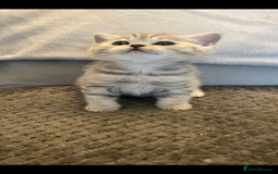 British Shorthair cats for sale: Beautiful GCCF reg BSH female kitten  - Advert 7