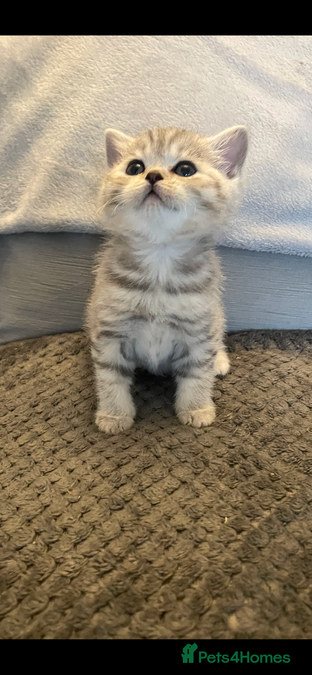 British Shorthair cats for sale: Beautiful GCCF reg BSH female kitten  - Advert 7