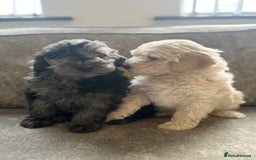 Cockapoo dogs for sale: Outstanding Cockapoos for sale  - Advert 12
