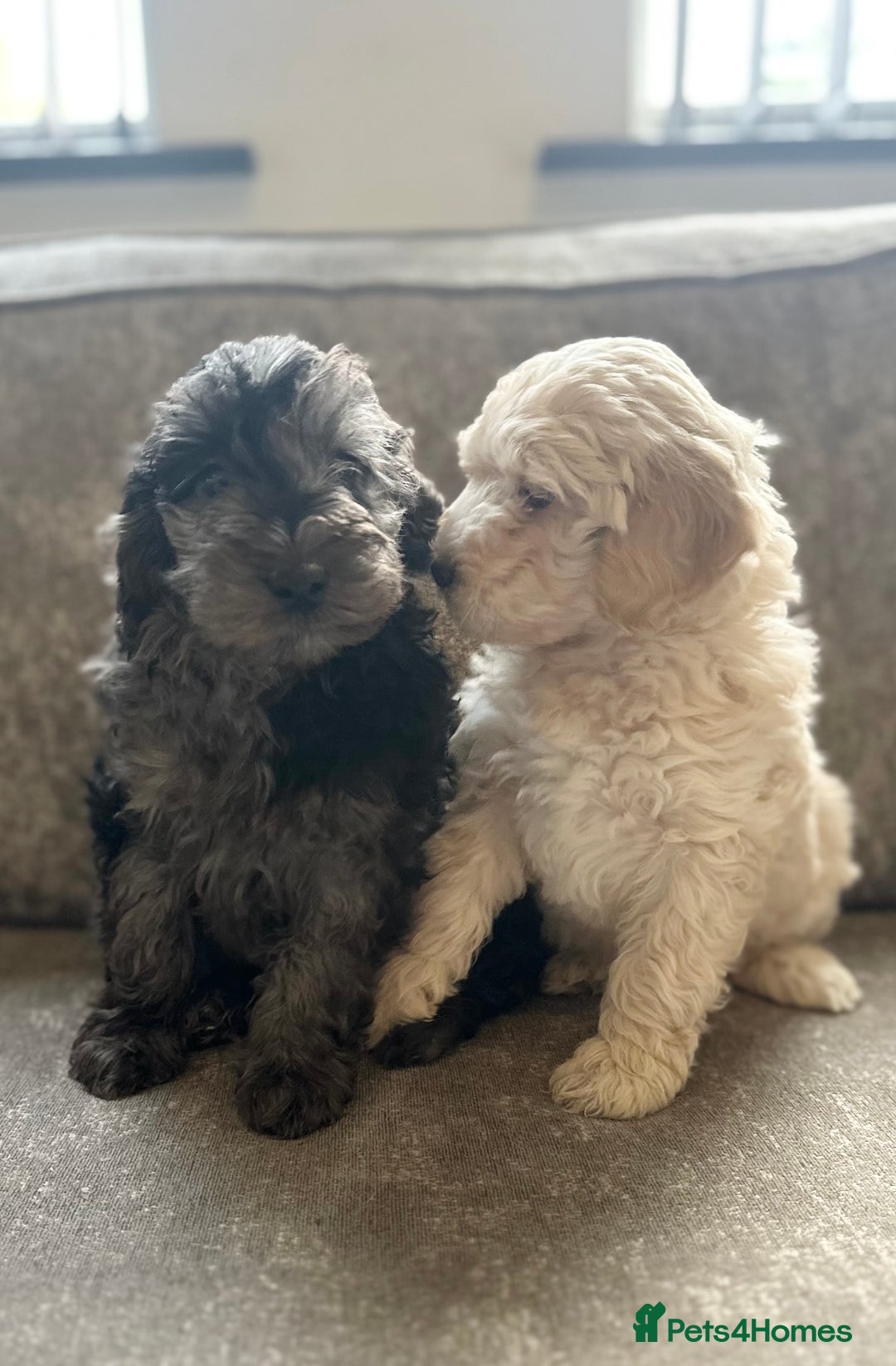 Cockapoo dogs for sale: Outstanding Cockapoos for sale  - Advert 12