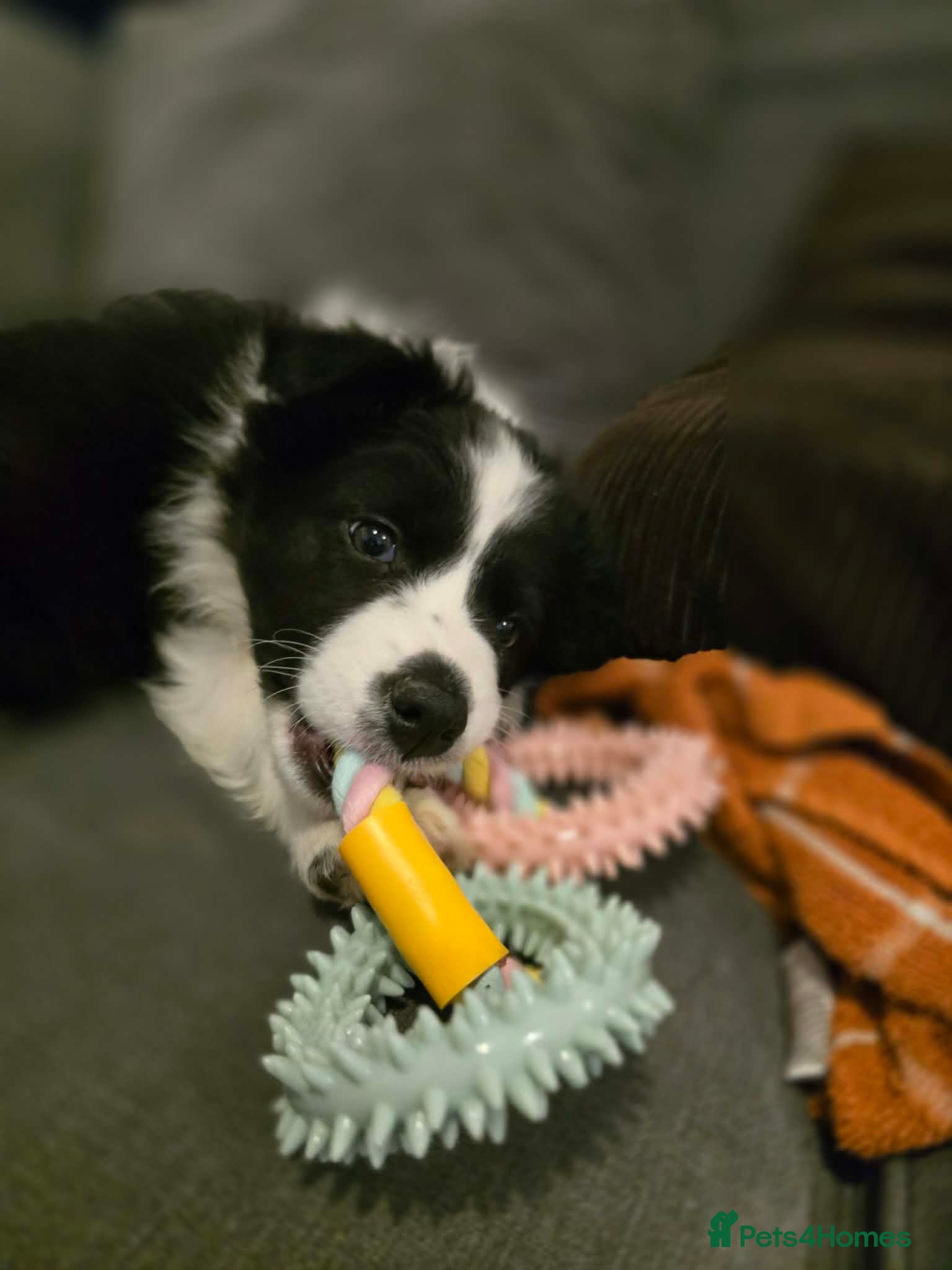 Border Collie dogs Border collie blue Merle pup for sale  - Advert 17