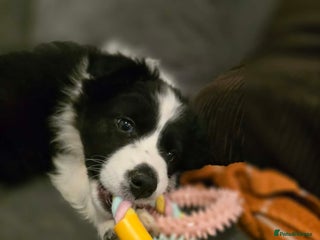 Border Collie dogs Border collie blue Merle pup for sale - Advert 17