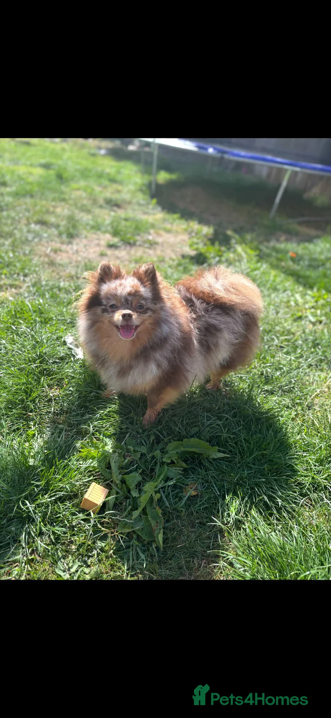 Pomeranian dogs for sale: Beautiful Chocolate Pomeranian Puppy - Advert 4
