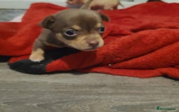 Chihuahua dogs for sale: Smooth coat chihuahua  - Image 8