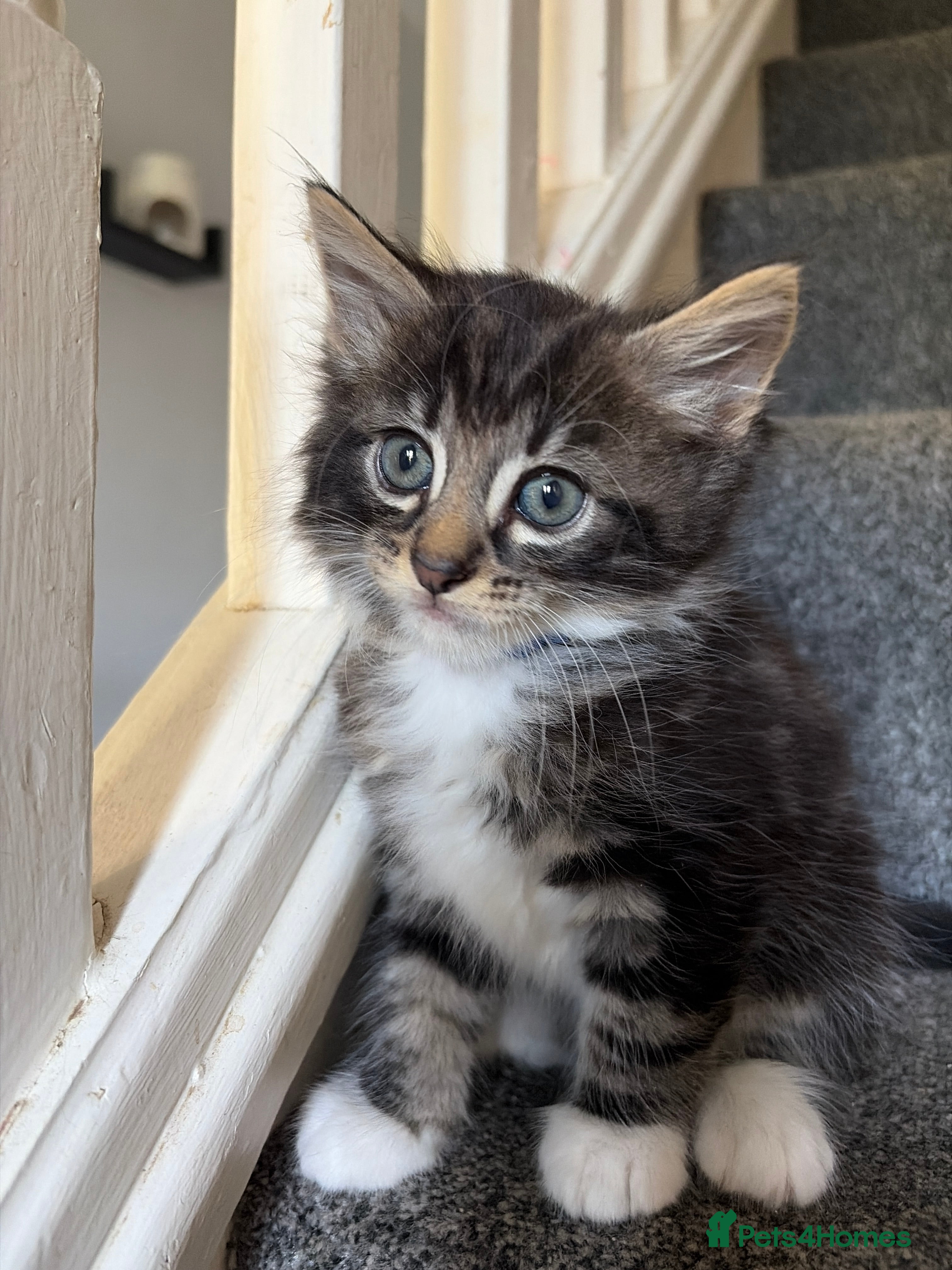 Maine Coon cats Half main coon kittens  - Advert 2