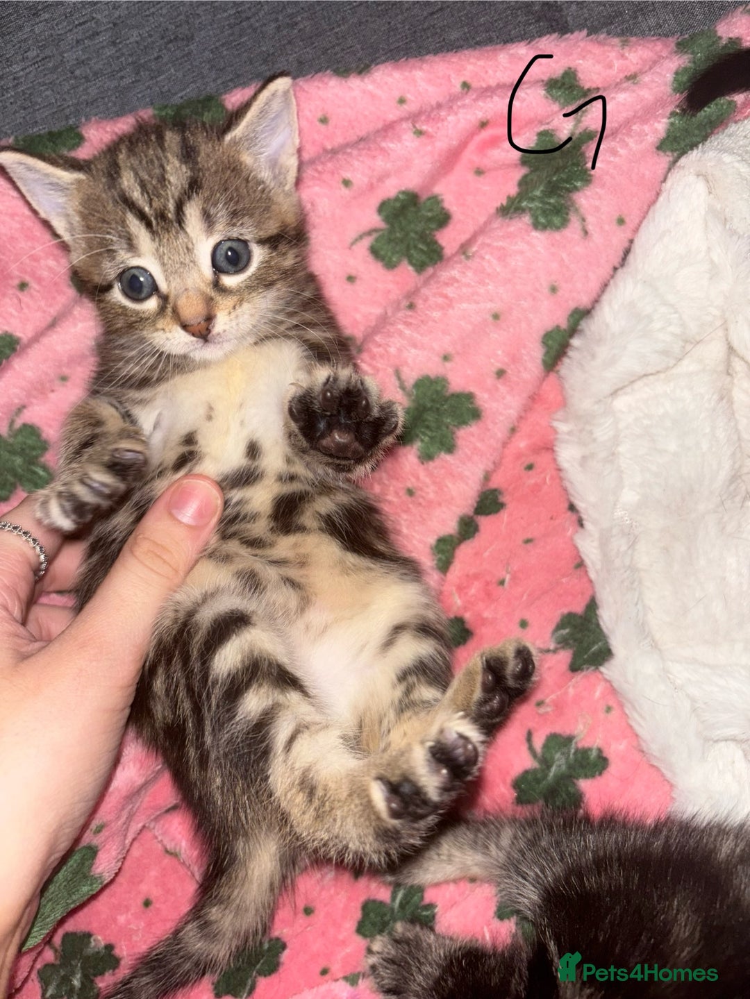 Mixed Breed cats for sale: 6 lovely mixed breed kittens  - Advert 7