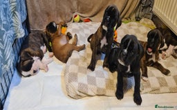 Boxer dogs for sale:  Puppies KC – Exceptional Champion Bloodlines 🐾 - Image 8