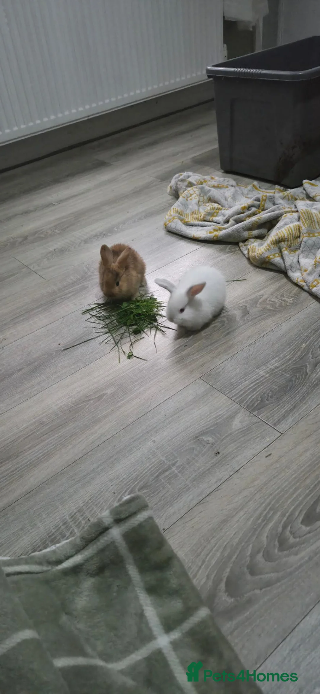 Mixed Breed rabbits for sale: Rabbits in Rossendale - Advert 2