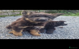 German Shepherd dogs for sale: German Shepherd pups  - Image 10