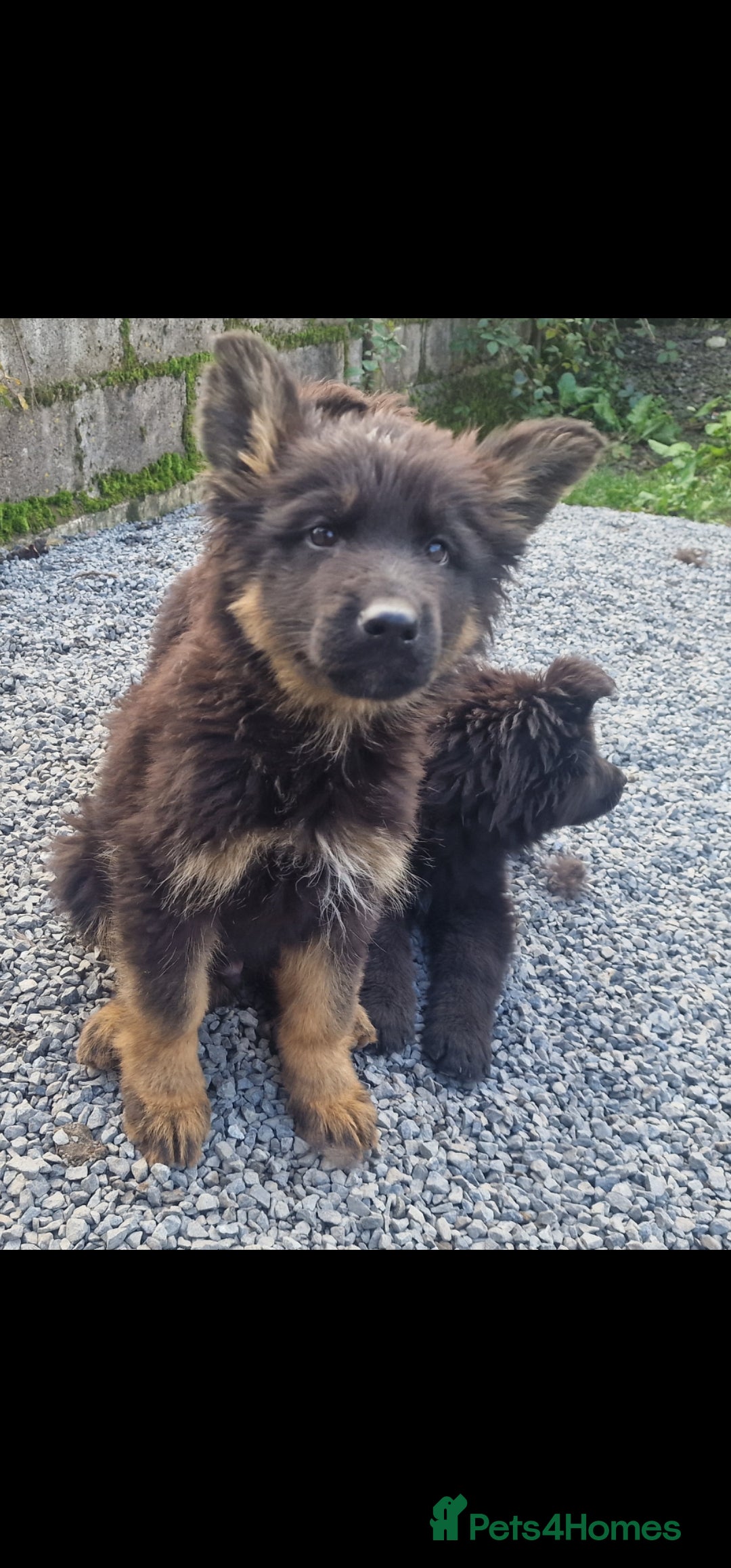 German Shepherd dogs for sale: German Shepherd pups  - Image 10