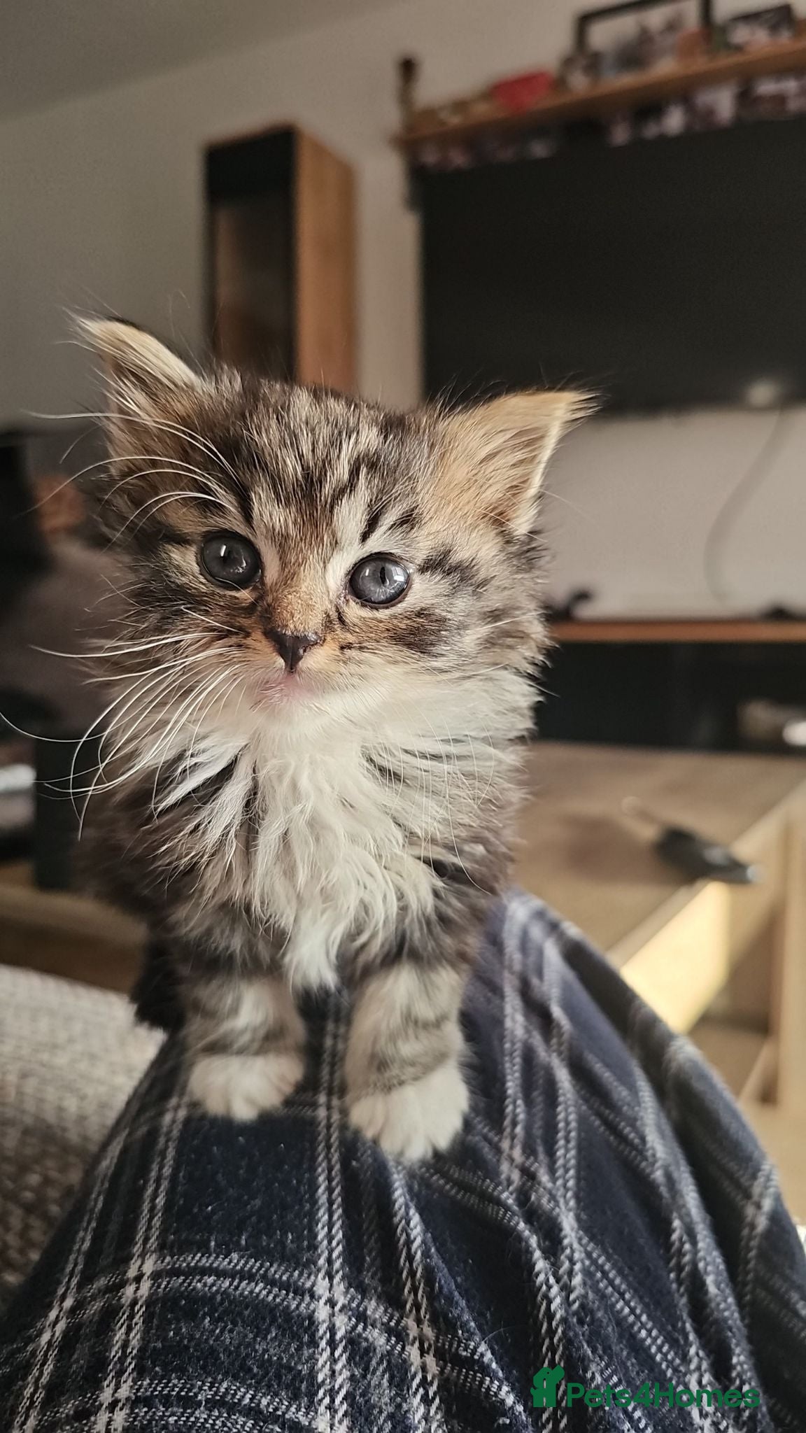 Mixed Breed cats Gorgeous Fluffy Kittens - Advert 7