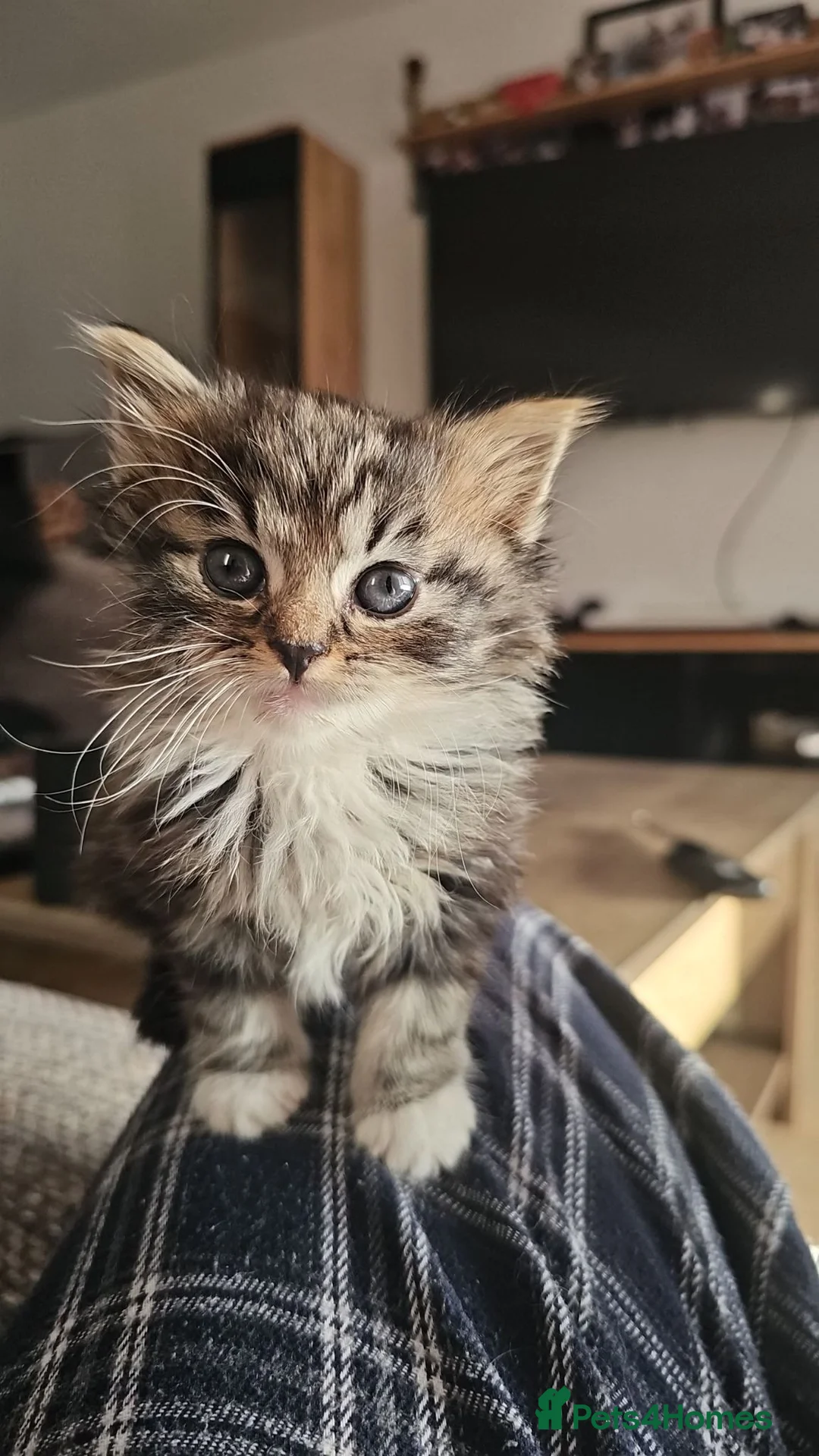 Mixed Breed cats for sale: Gorgeous Fluffy Kittens in Edinburgh - Advert 1