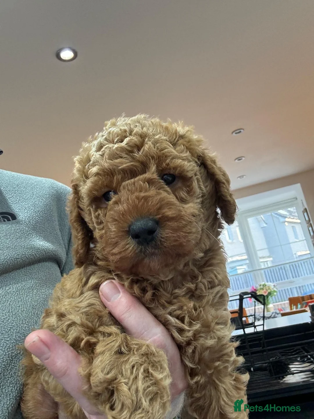 Toy Poodle dogs for stud: Beautiful Red Toy Poodle for Stud in Motherwell - Advert 17
