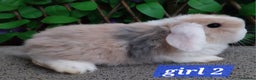 Mini Lop rabbits for sale: Mini lop  - Advert 2