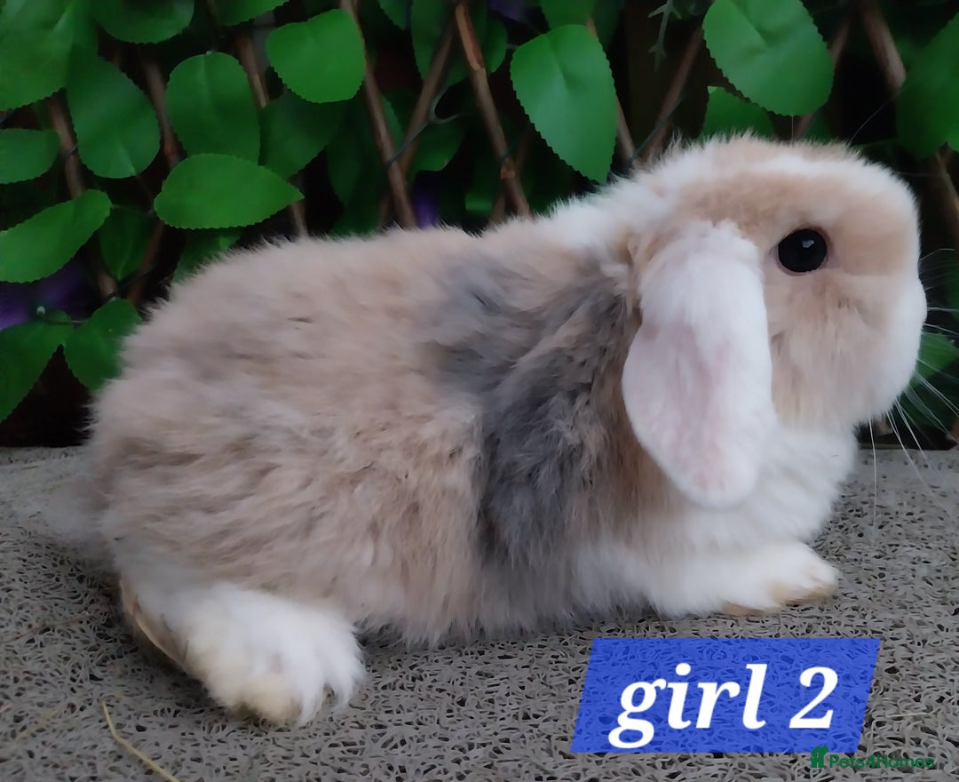 Mini Lop rabbits for sale: Mini lop  - Advert 2