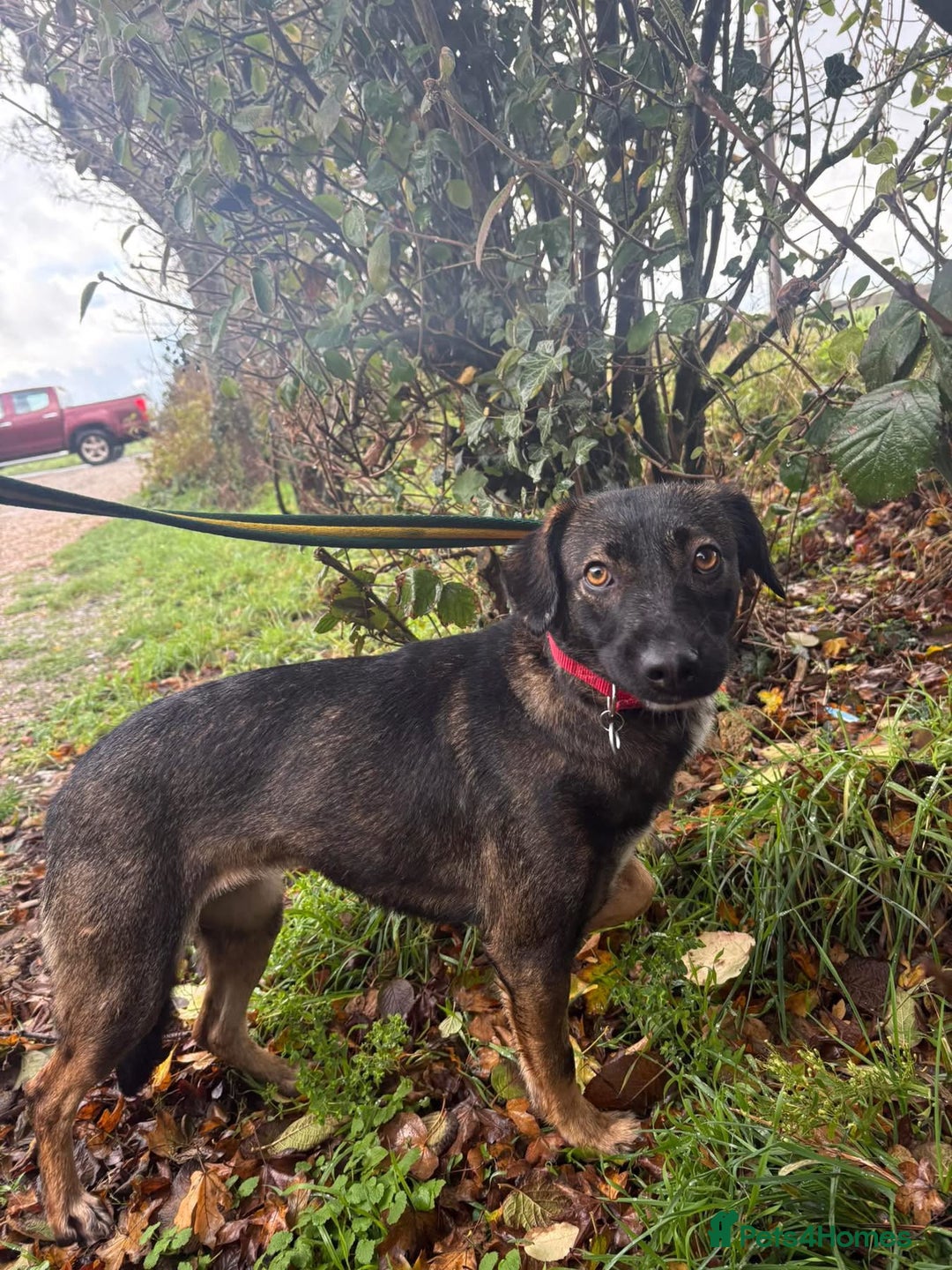Mixed Breed dogs for adoption: Bubbles - Norwich Norfolk  - Advert 9