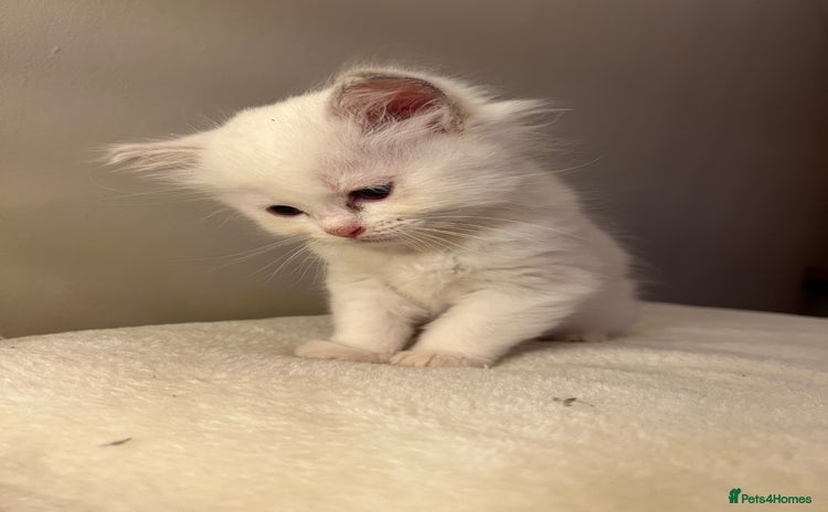 Ragdoll cats - Advert 3