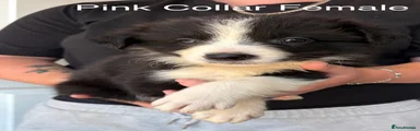 Pink Collar Female