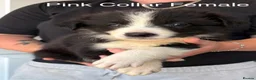 Border Collie dogs for sale: Outstanding Litter Of 12 Border Collie Puppies 🐶 - Advert 9