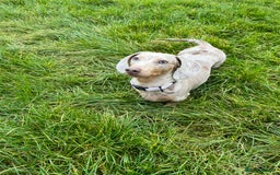 Miniature Dachshund dogs for sale: Beautiful miniature dachshunds L/H+S/H - Image 18