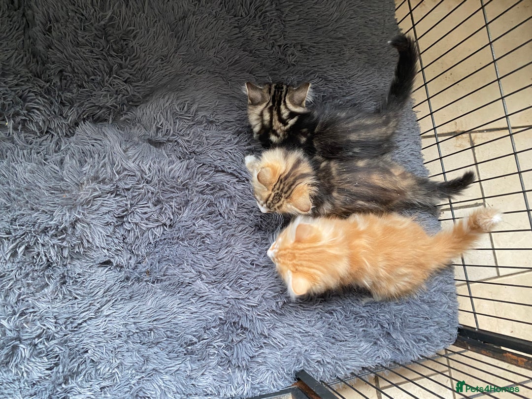 Norwegian Forest Cat cats for sale: 3 Norwegian Forrest Kittens - Image 3
