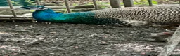 Peafowl poultry for sale: Peacock & Peahen in Bolton - Advert 5