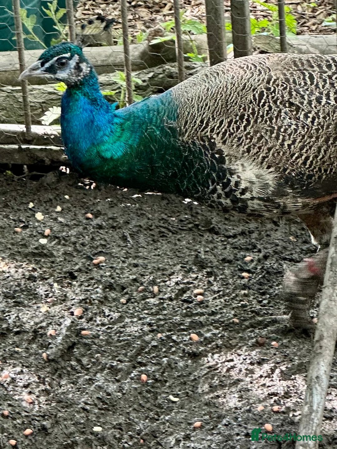 Peafowl poultry for sale: Peacock & Peahen in Bolton - Advert 5