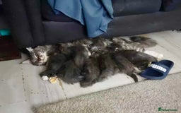 Maine Coon cats for sale: Blue And Blue And White Tabby’s - Image 6