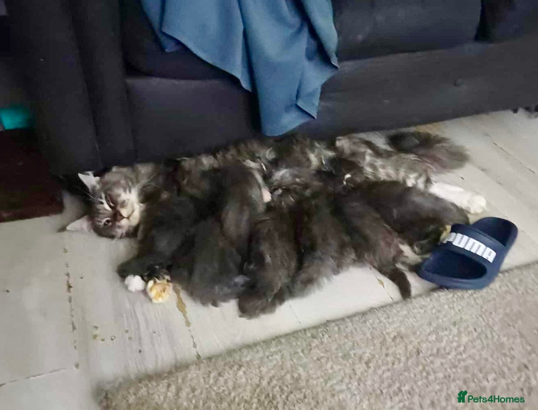 Maine Coon cats for sale: Blue And Blue And White Tabby’s - Image 6