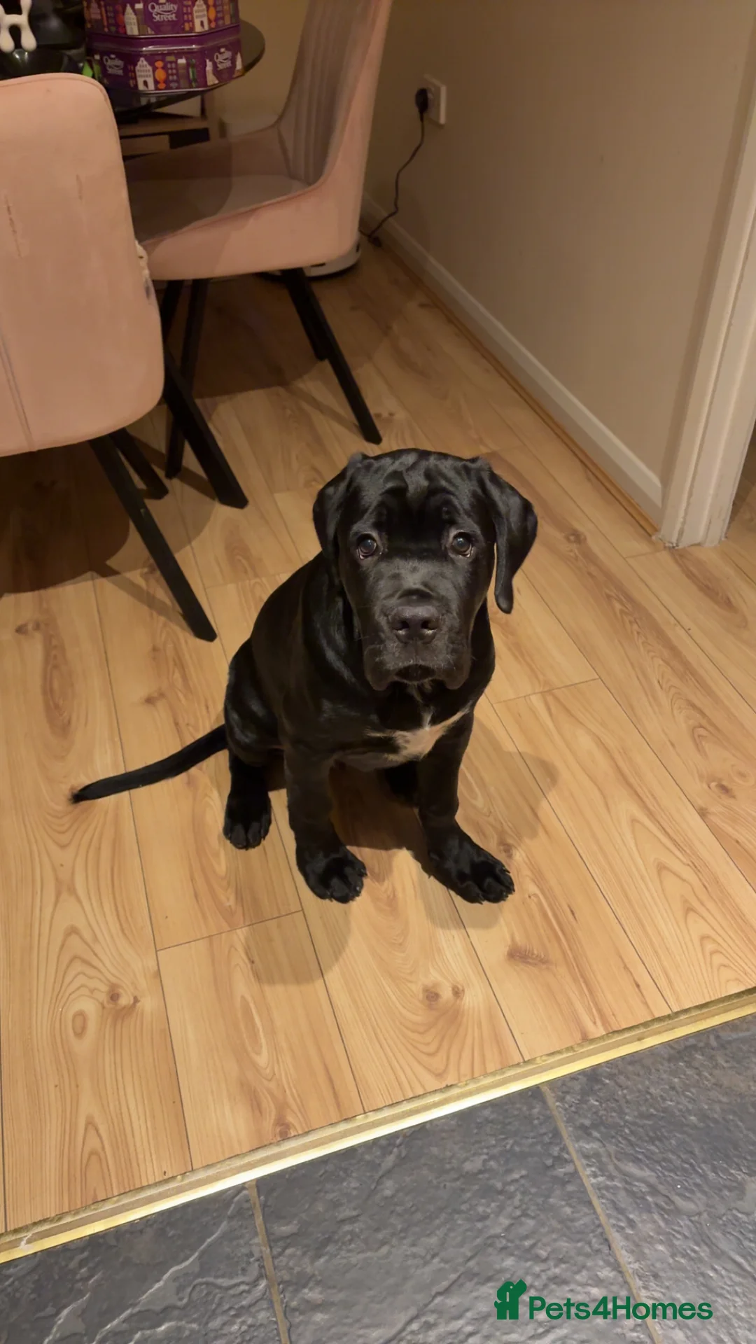 Cane Corso dogs for sale: 7 months old XL Cana Corso male in Ipswich - Advert 1