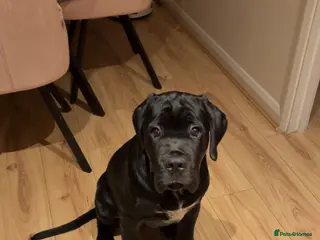 Cane Corso dogs 7 months old XL Cana Corso male in Ipswich - Advert 1