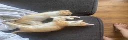 Scottish Fold cats for sale: Scottish Fold /Munchkin kittens - Advert 5
