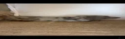 Miniature Dachshund dogs for sale: Miniature dadhaunds ready now  - Advert 18