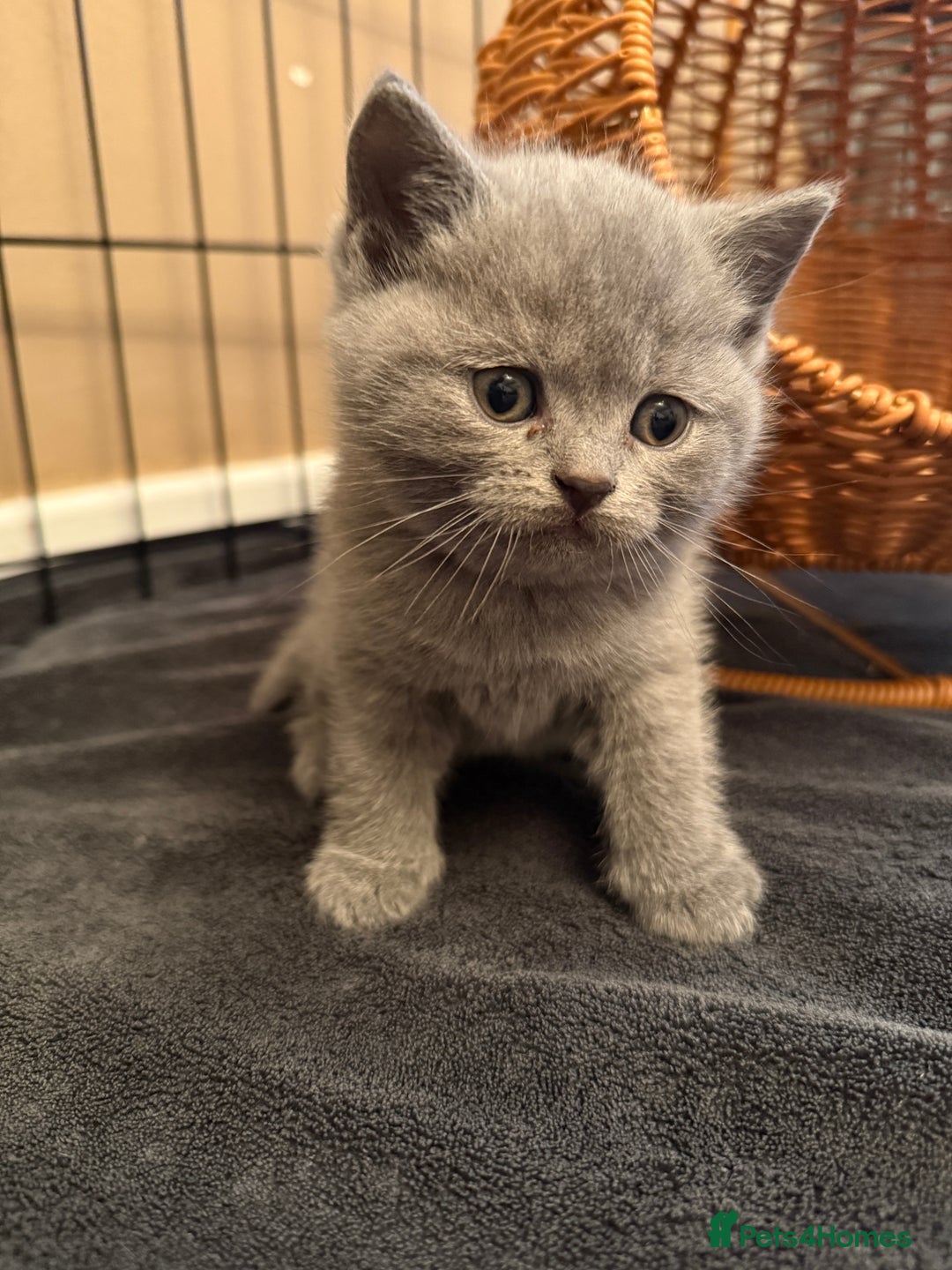 Scottish Fold cats for sale: Scottish Fold Kitten Looking for Home - Image 4