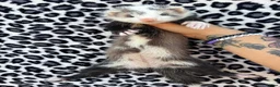 Ferret rodents for sale: Upcoming pairings of Angora ferrets - Advert 5